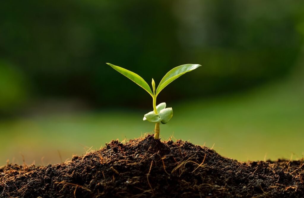 ಬೀಜ, ಮೊಳಕೆಯಲ್ಲಿಲ್ಲದ್ದು ಗಿಡ ಮರದಲ್ಲೇನಿದೆ ಮಣ್ಣು…!? vyasavaani special